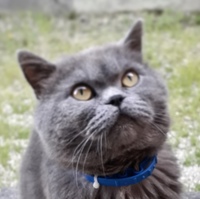 Тимур Азамов