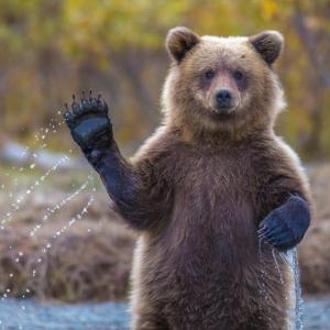 Grizli